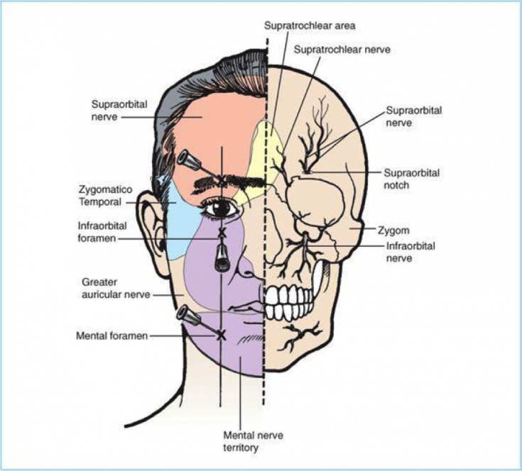 Нервы на лбу. Точки выхода нервов на лице. Схема нервов на лице. Расположение нервов на лице человека. Точки выхода надглазничного нерва на лице.